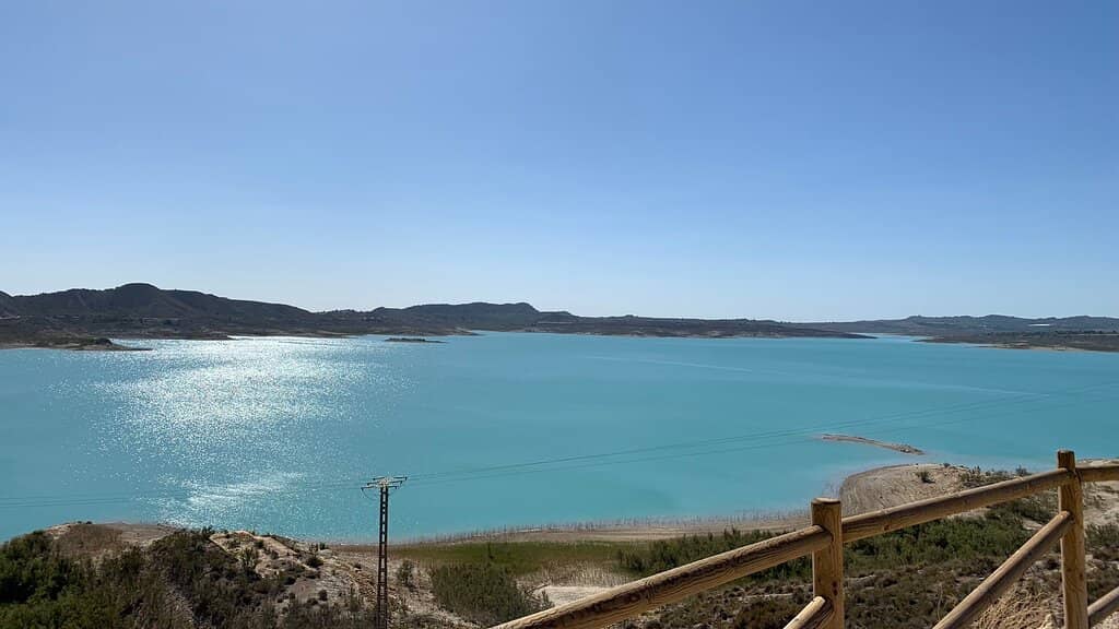 Pine Forest Surroundings