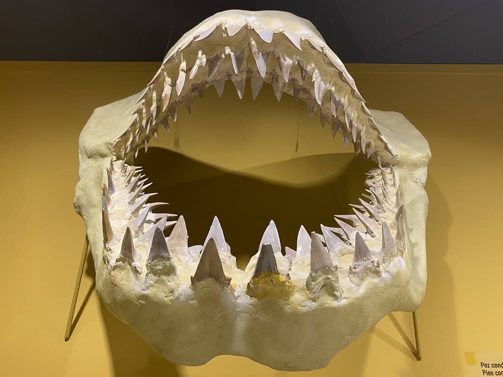 Museum Shop Treasures