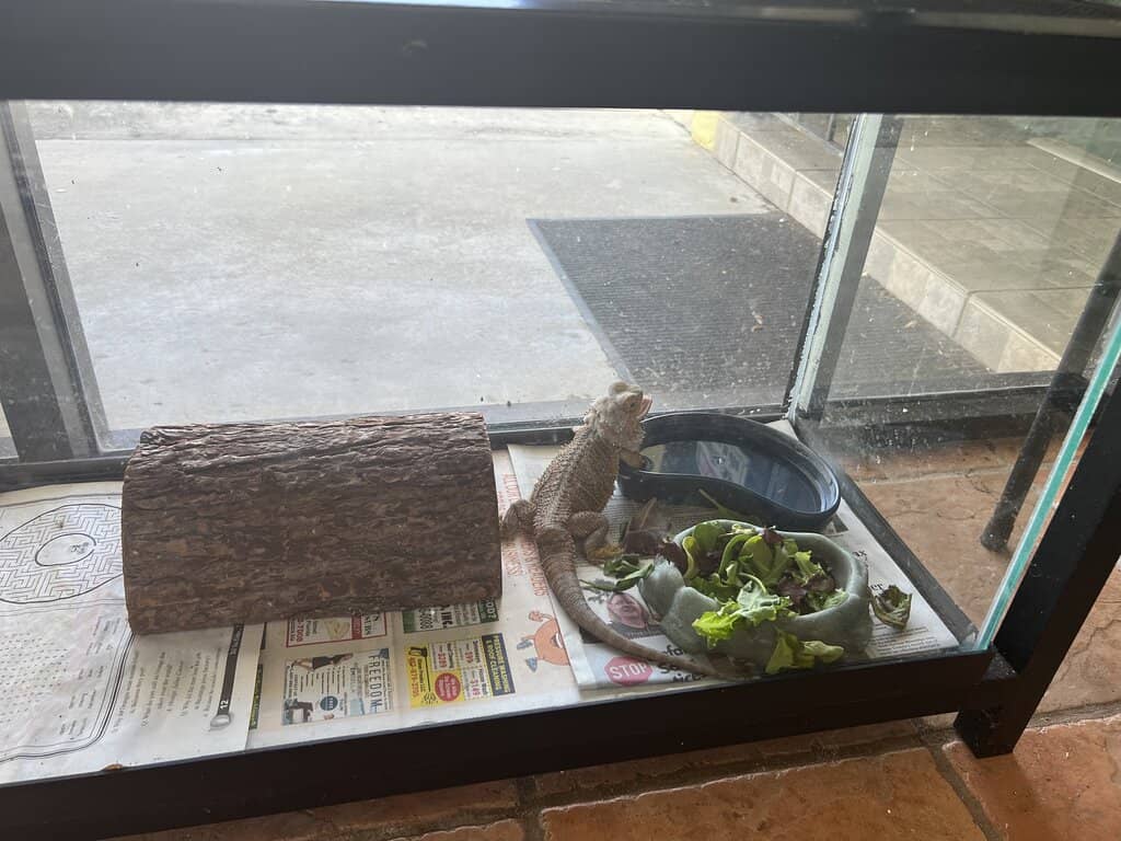 Diverse Snake Collection