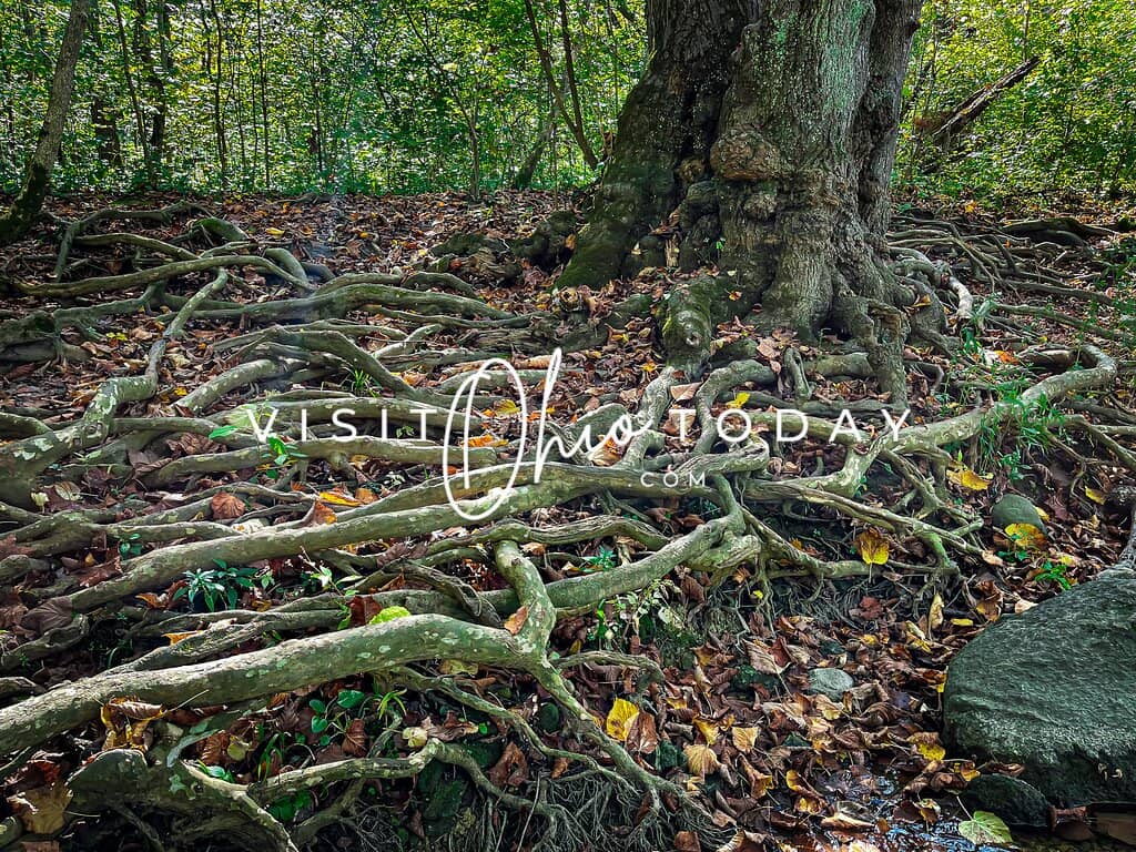 Spring Wildflower Blooms