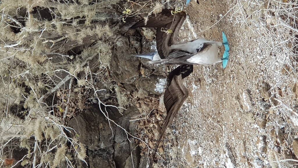 Snorkeling with Marine Life