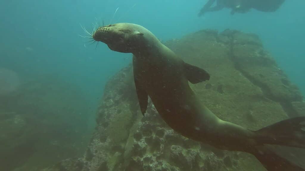 Blue-Footed Booby Mating Dance