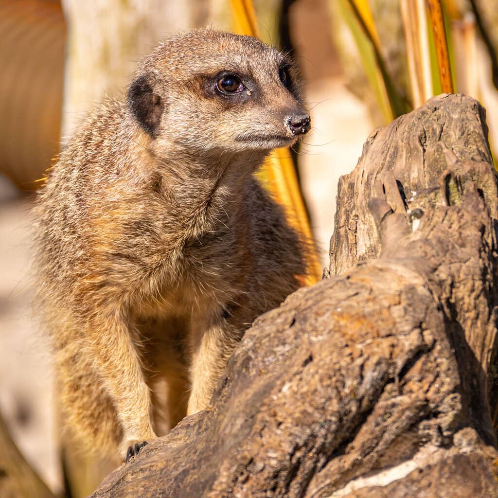 Adventure Playground