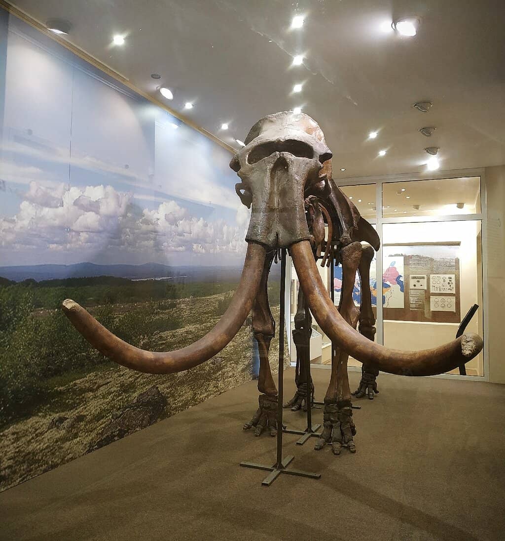 Gnezdovo Finds
