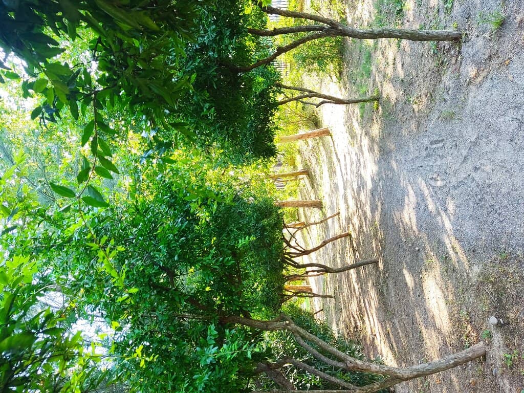 Global Tree Collection