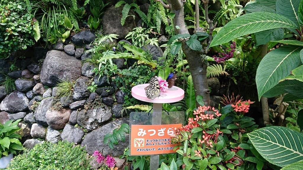 Extensive Insect Collection