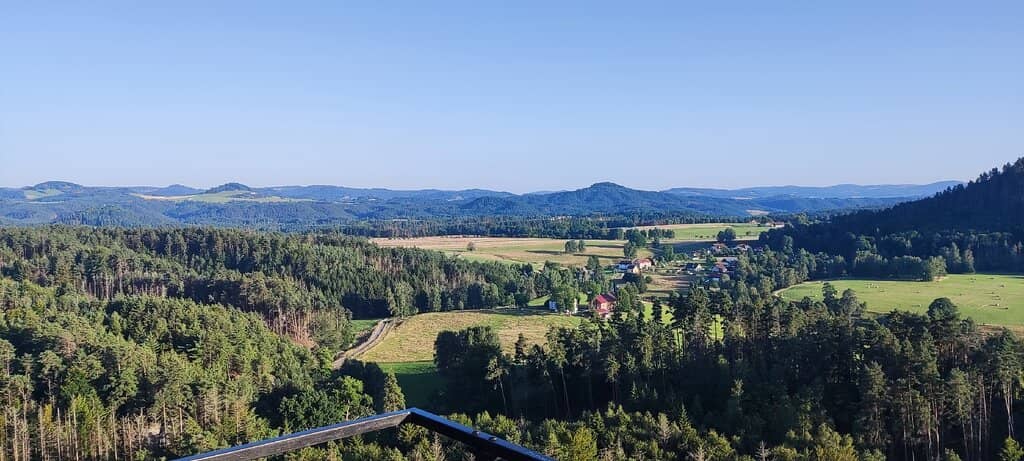 Sweeping Forest Vistas