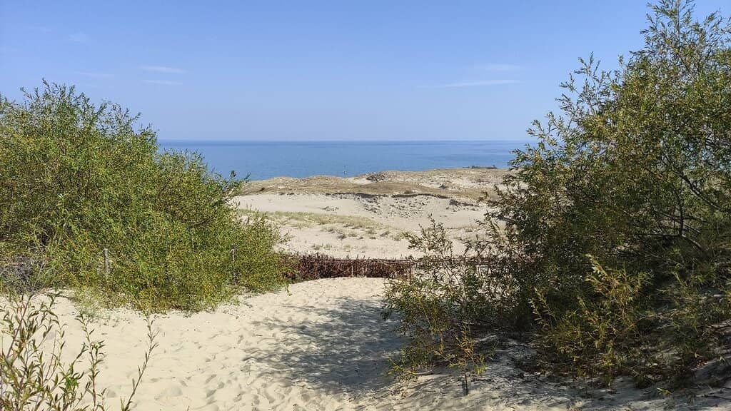 Unique Coastal Vegetation