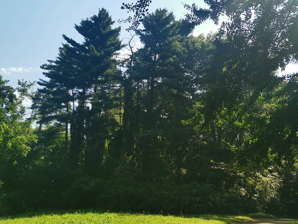 Informative Tree Markings