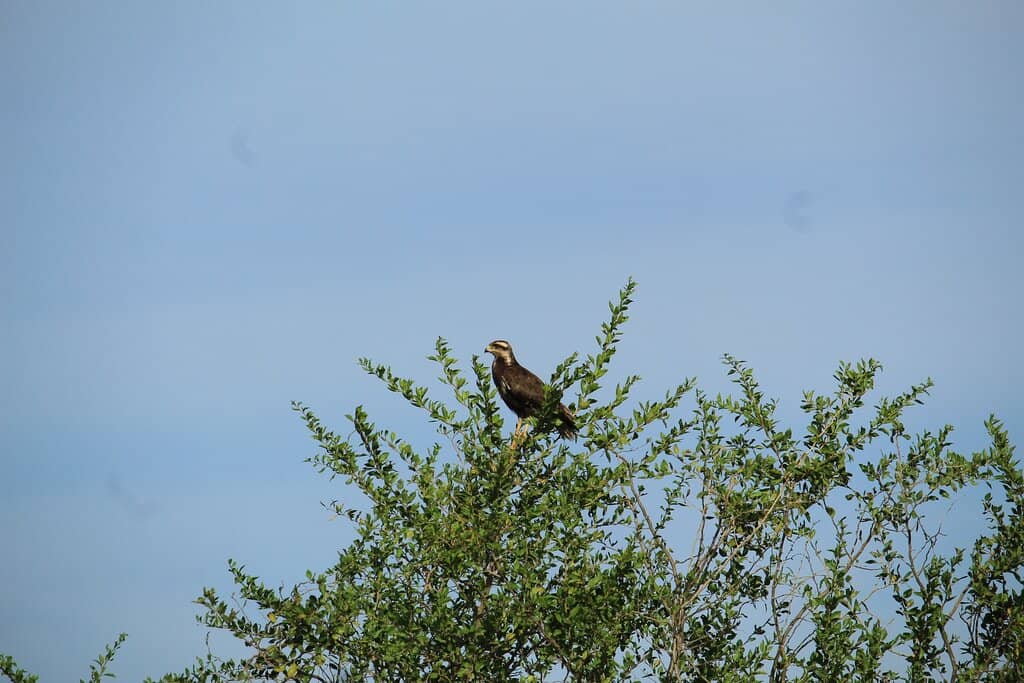 Scenic River Cruises