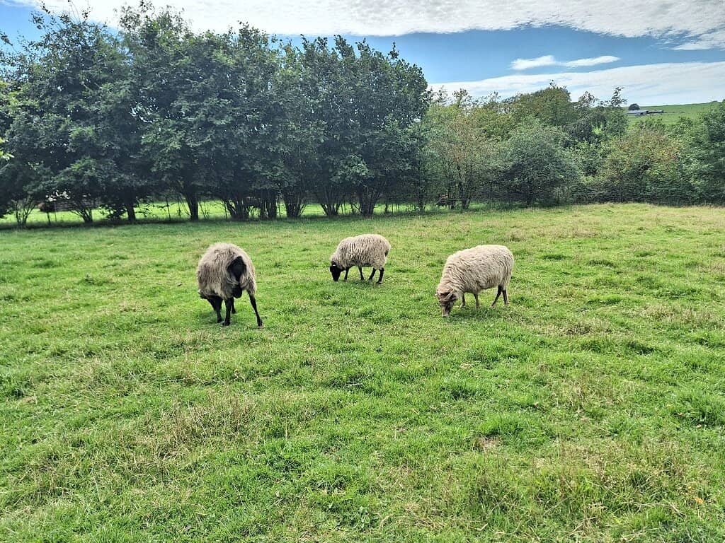 Nature Walk