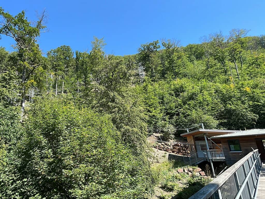 The Baumwipfelpfad
