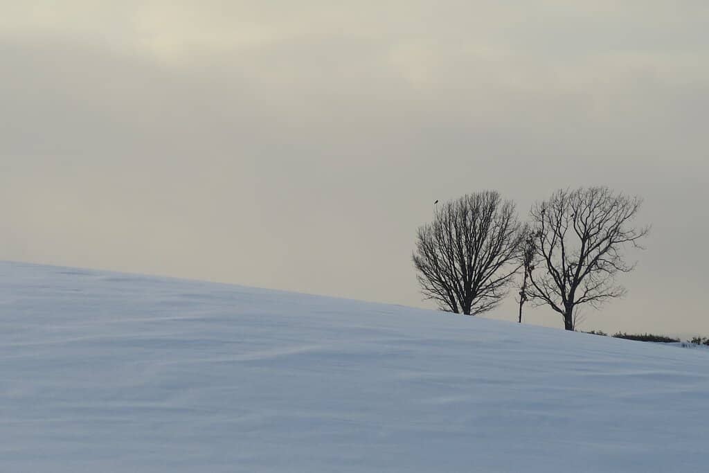 Seasonal Landscapes
