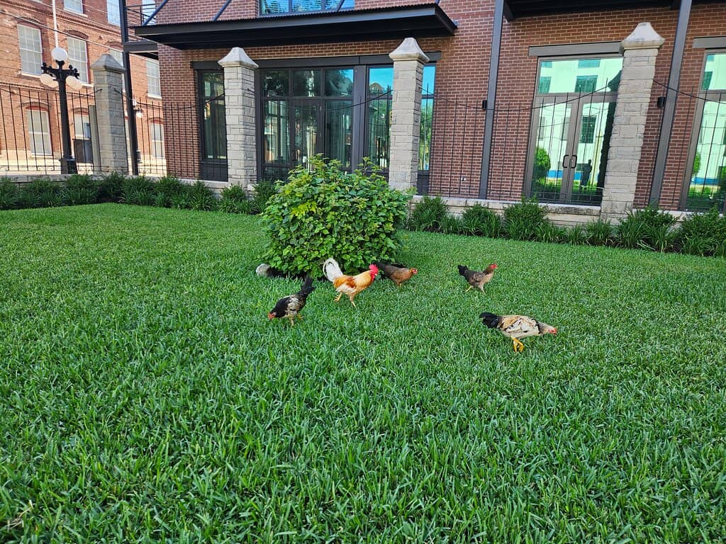 Ybor City Chickens