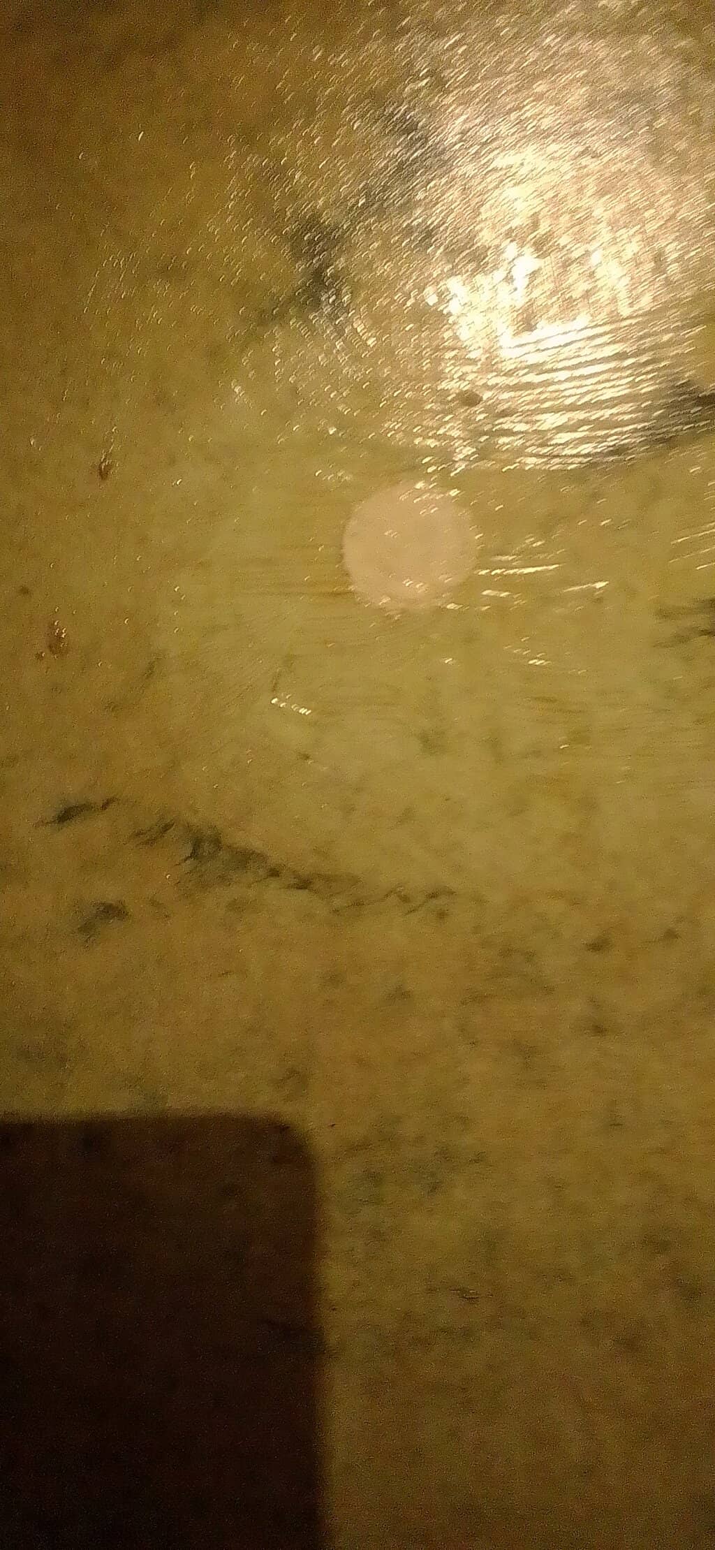 Local Artist Showcases