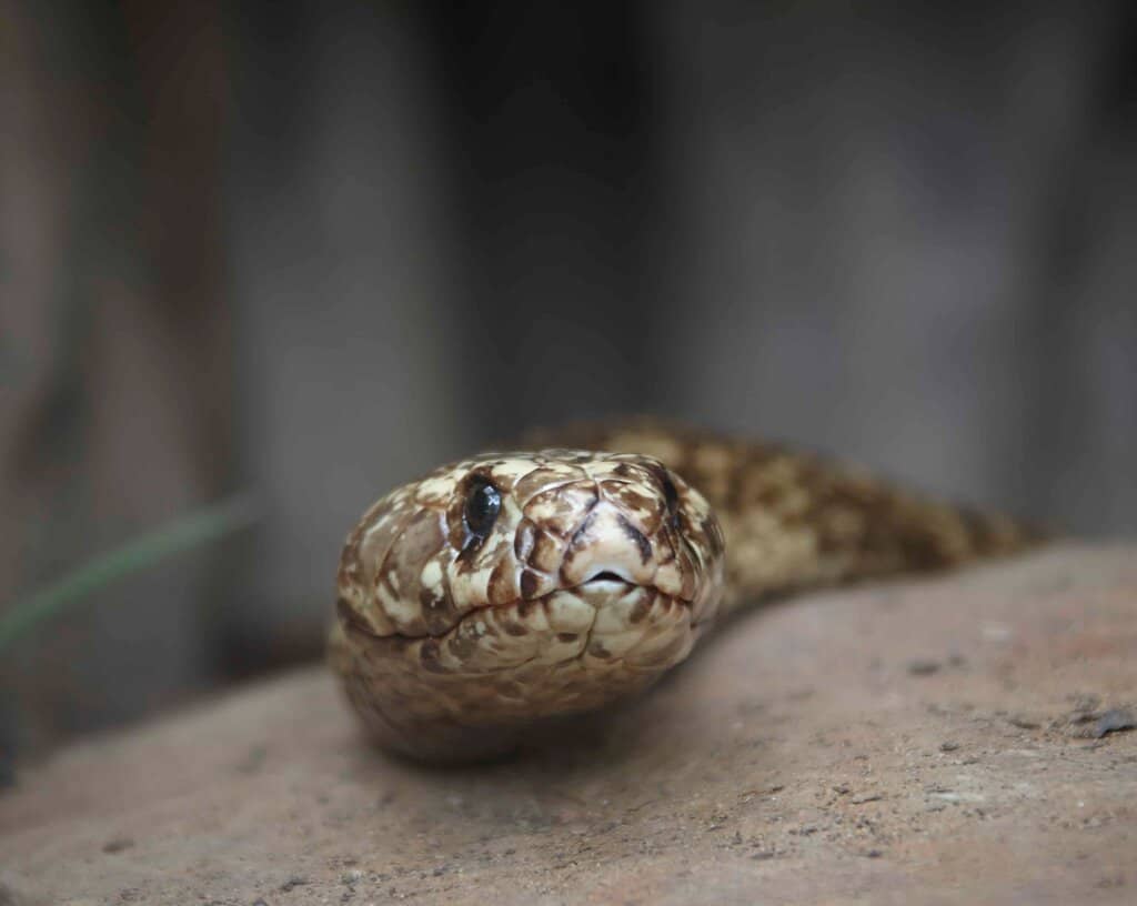 Diverse Reptile Collection