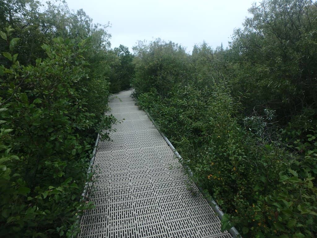 The Bouncing Bog