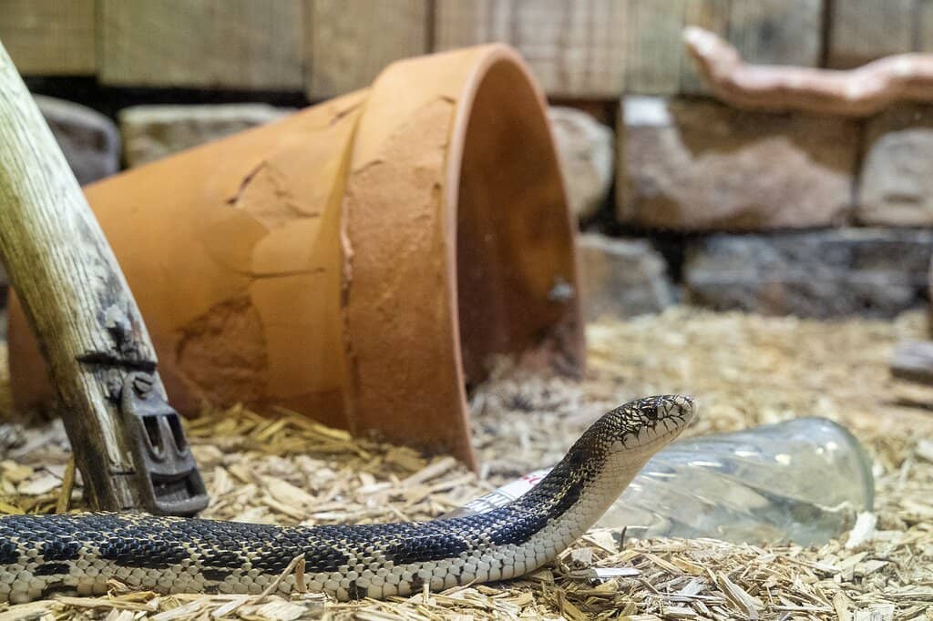 Shark Tank Encounter