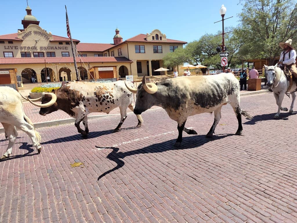 Fort Worth Cattle Drive