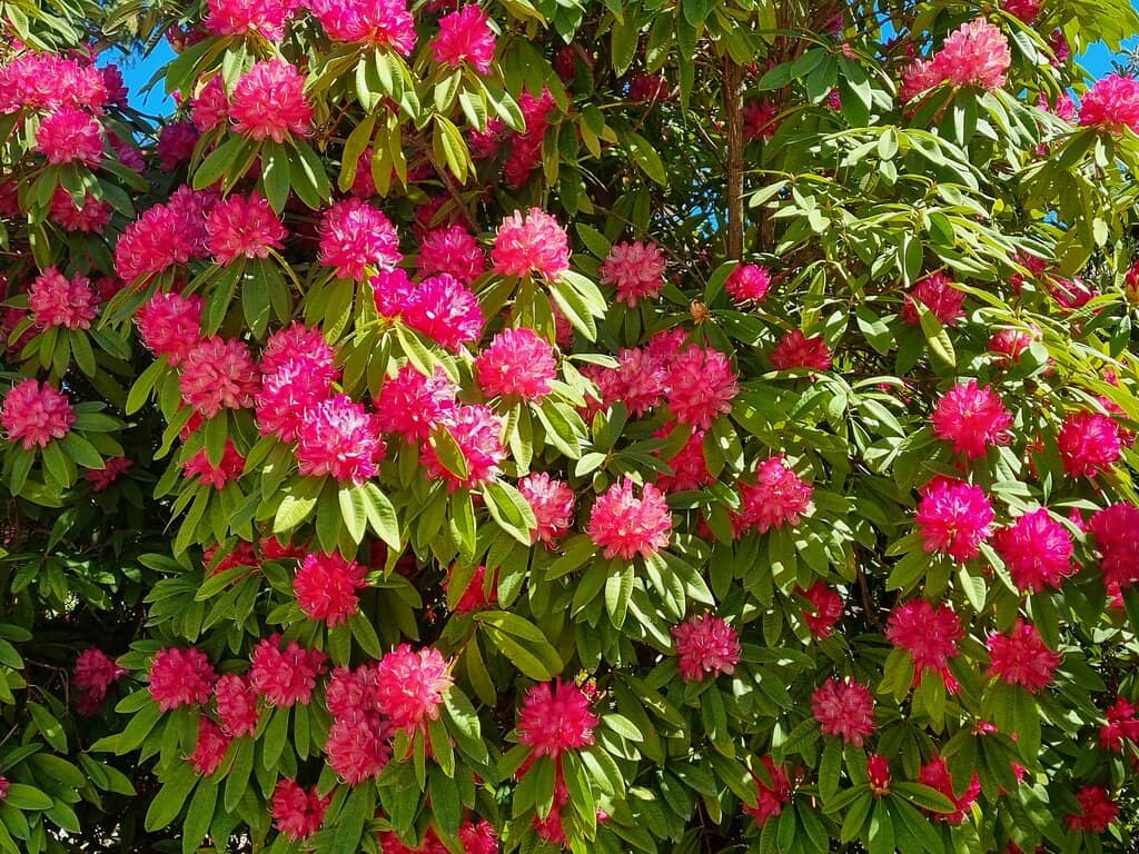 Charming Duck Pond & Aviary