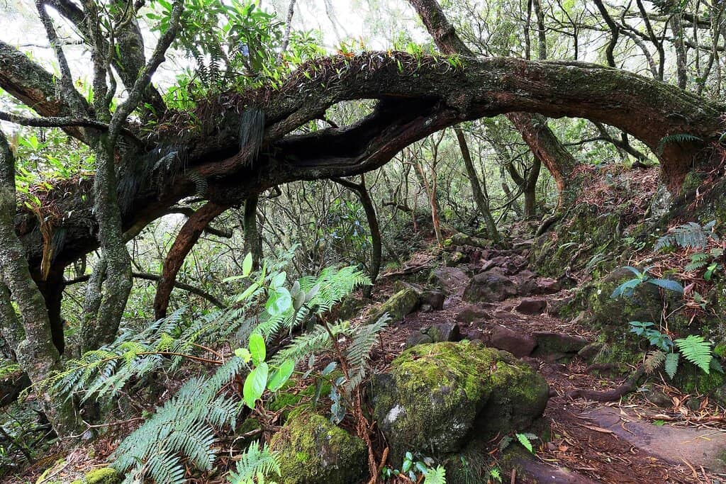 Belouve Forest Trails