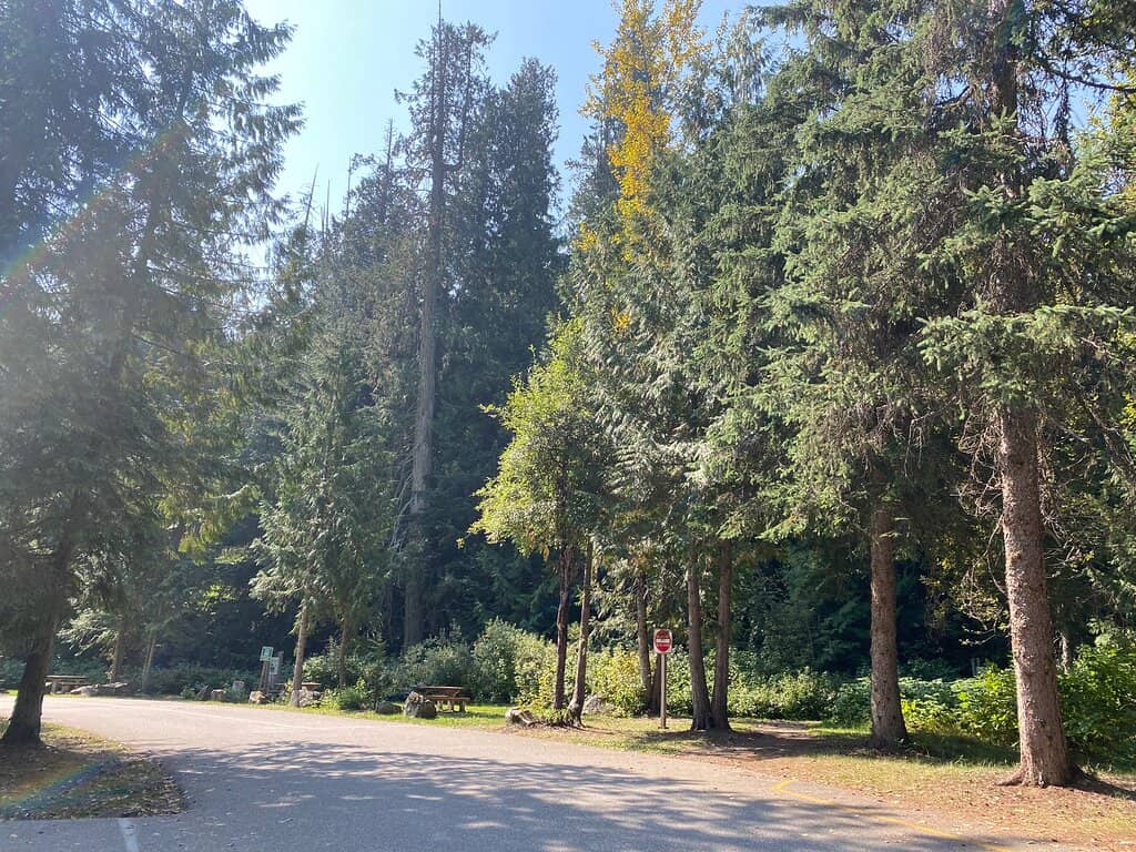 Lush Green Groundcover