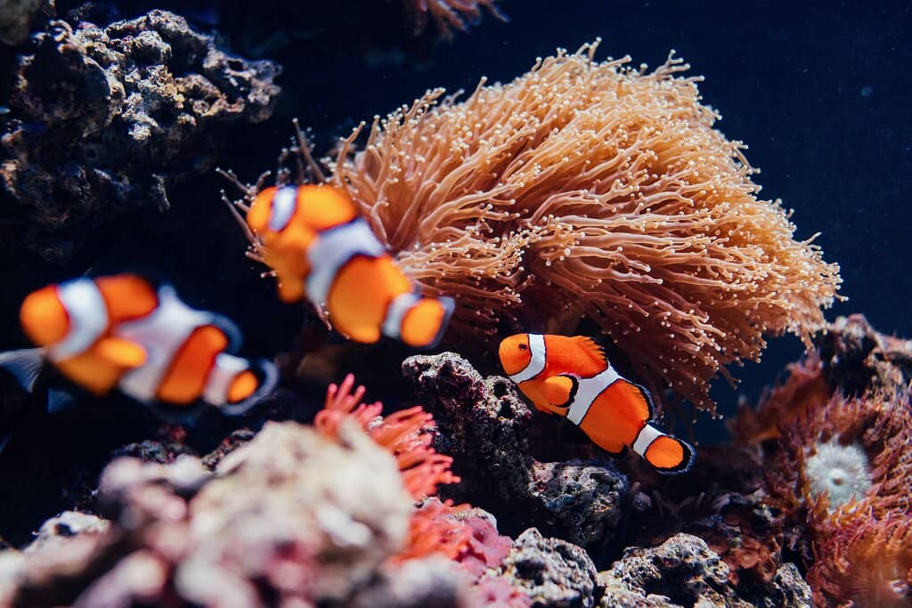 Cassino Beach Proximity