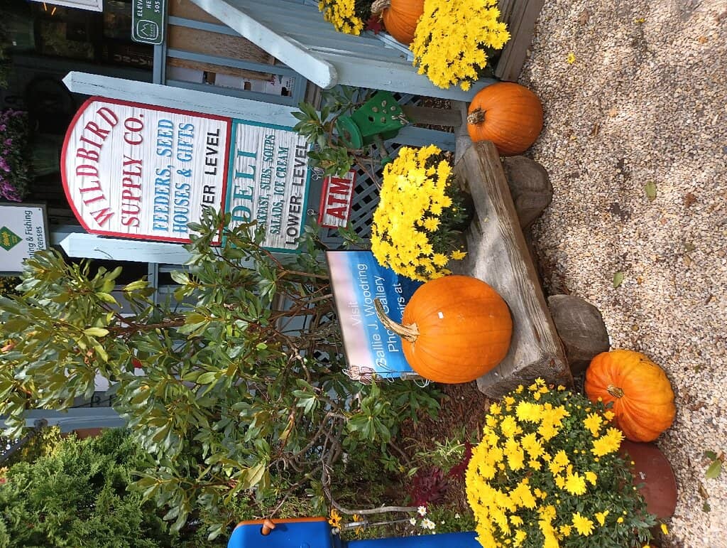 Eclectic General Store Finds