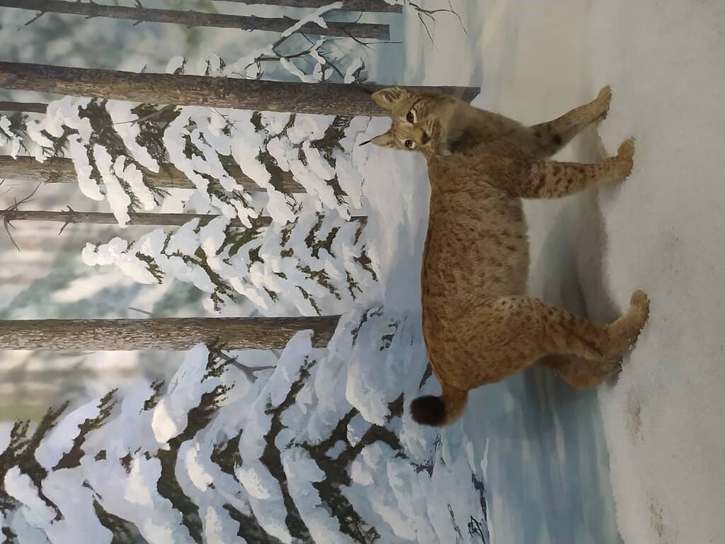 Fauna and Hunting Traditions