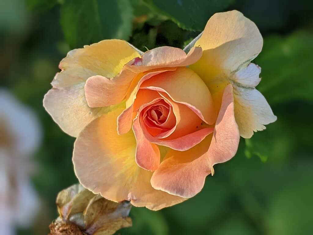 Thousands of Blooming Roses