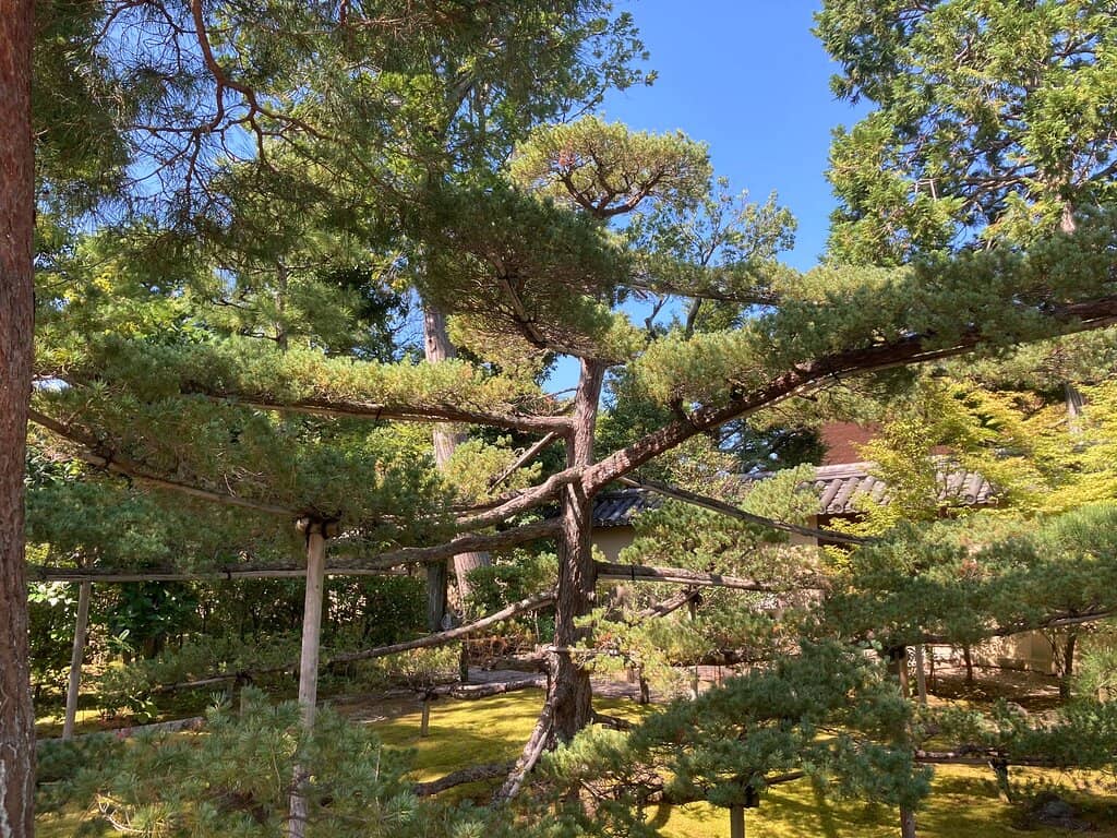 Meditation and Tea Ceremony