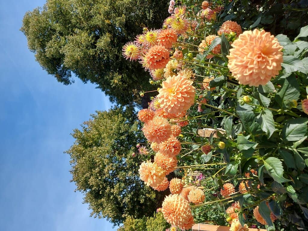 Autumnal Beauty