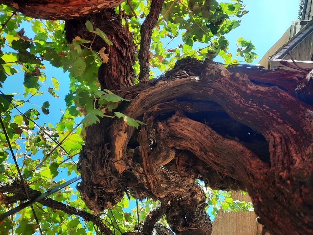 Savory French & Mediterranean Fare