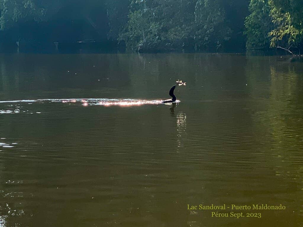 Chuncho Macaw Clay Lick