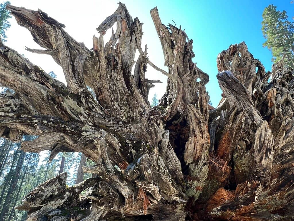 California Tunnel Tree