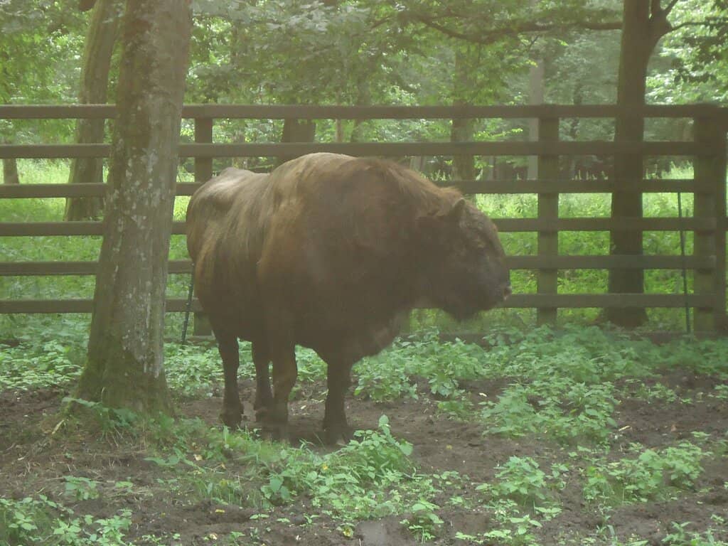 Primeval Forest Setting