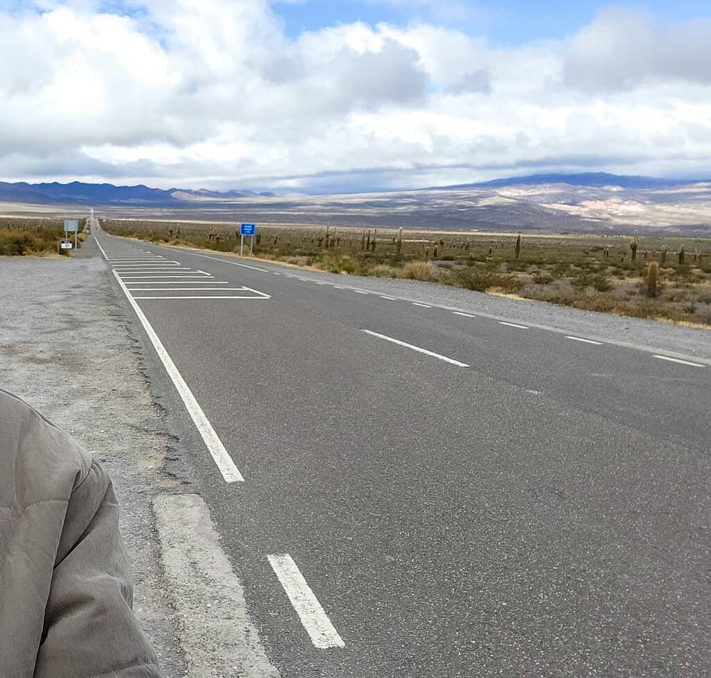 Towering Cardon Cacti