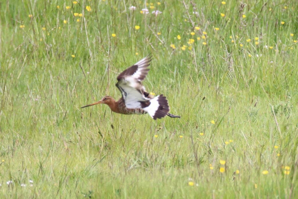 Guided Bird-Watching Tours