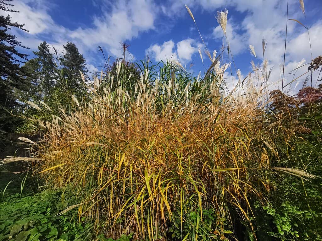 Scenic Views of Karlsaue