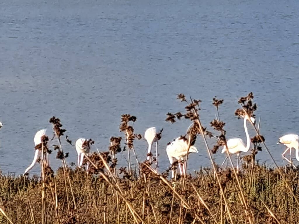 Pink Flamingos