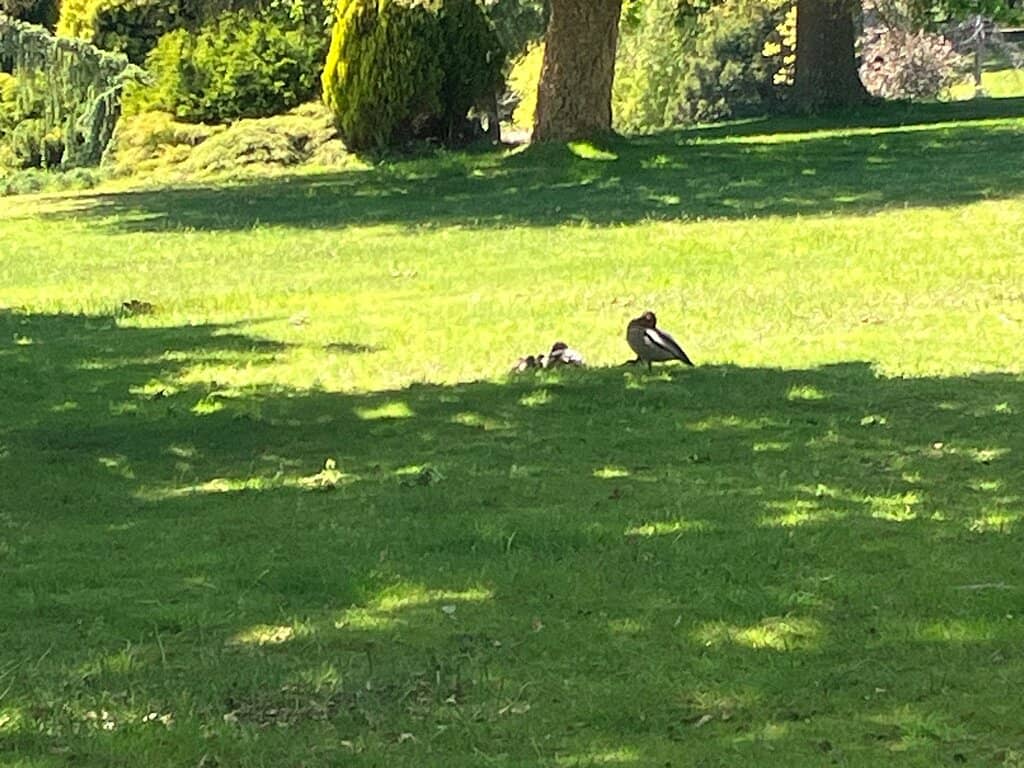 European Tree Lined Walks