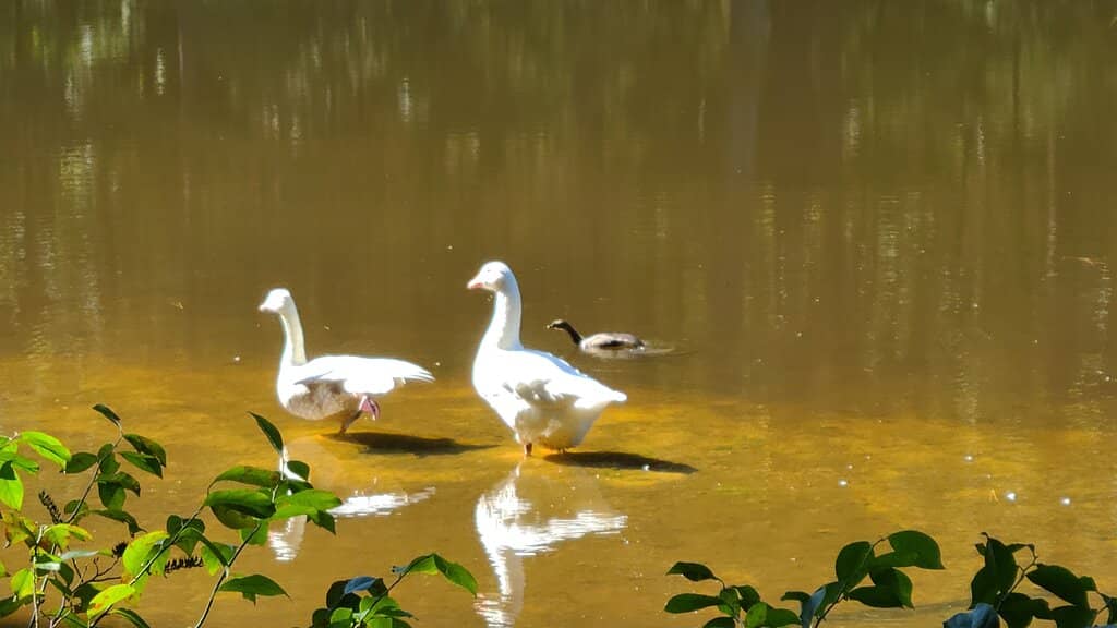 Children's Playground & Skatepark