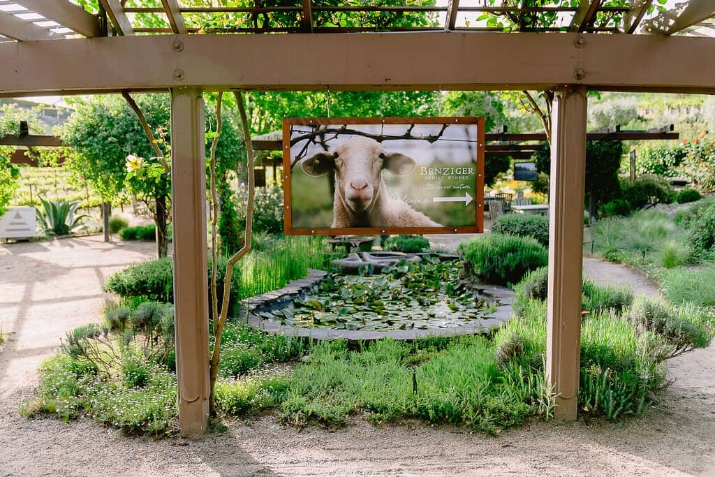 Vineyard Views and Wine Tasting