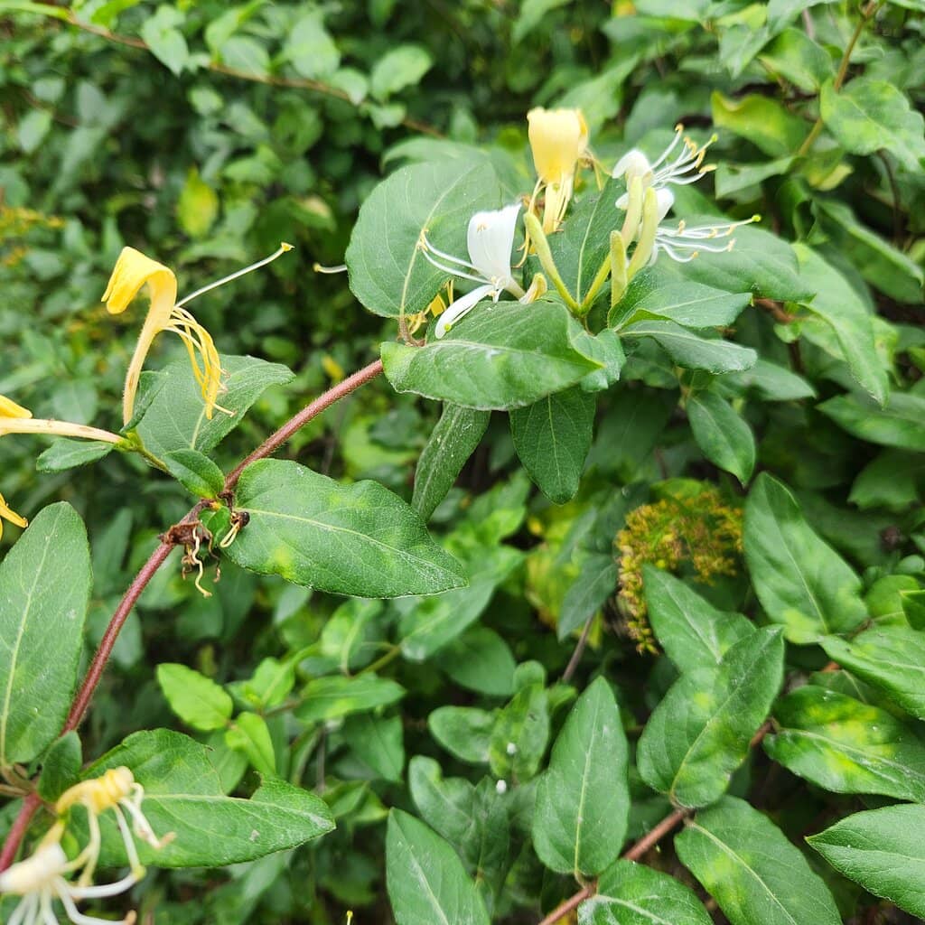 Wildflower Displays