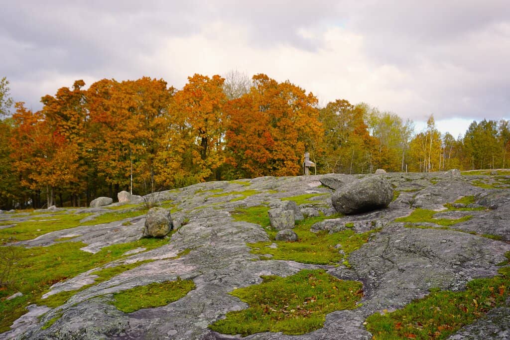 The Boardwalk Trails