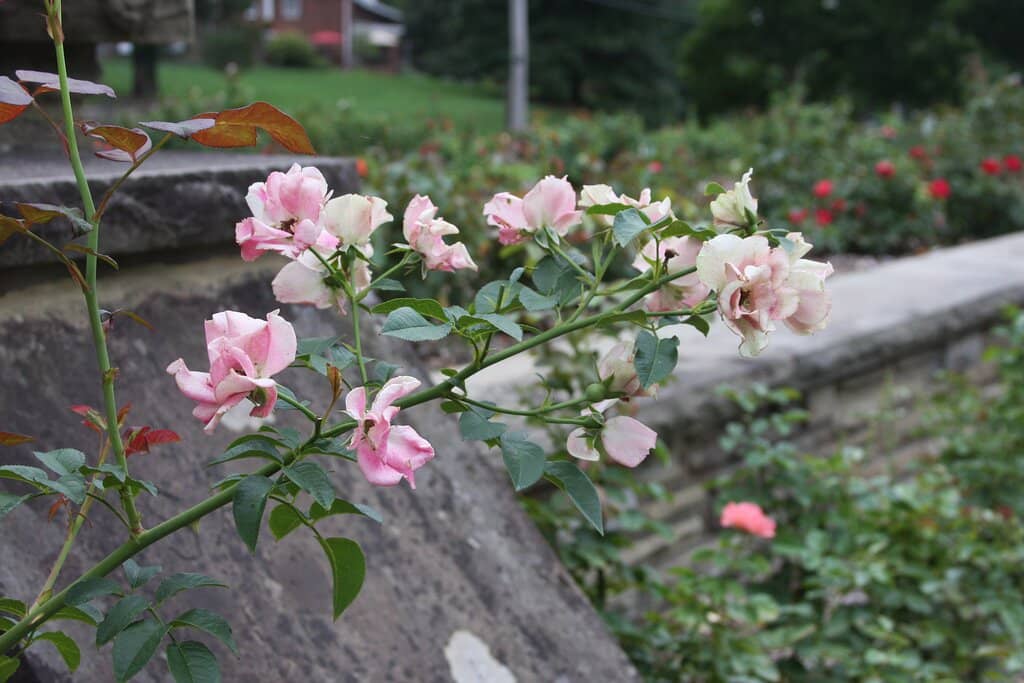 Scenic Walking Trails