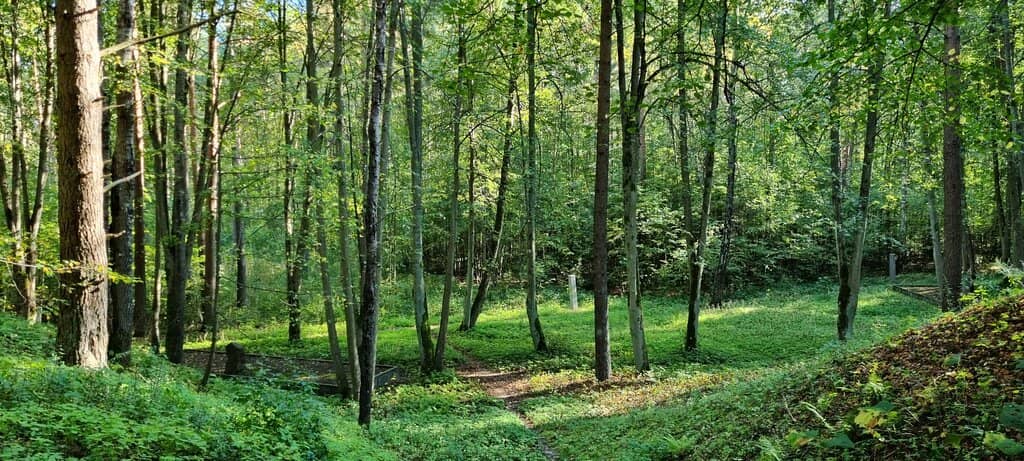 The Forest Paths
