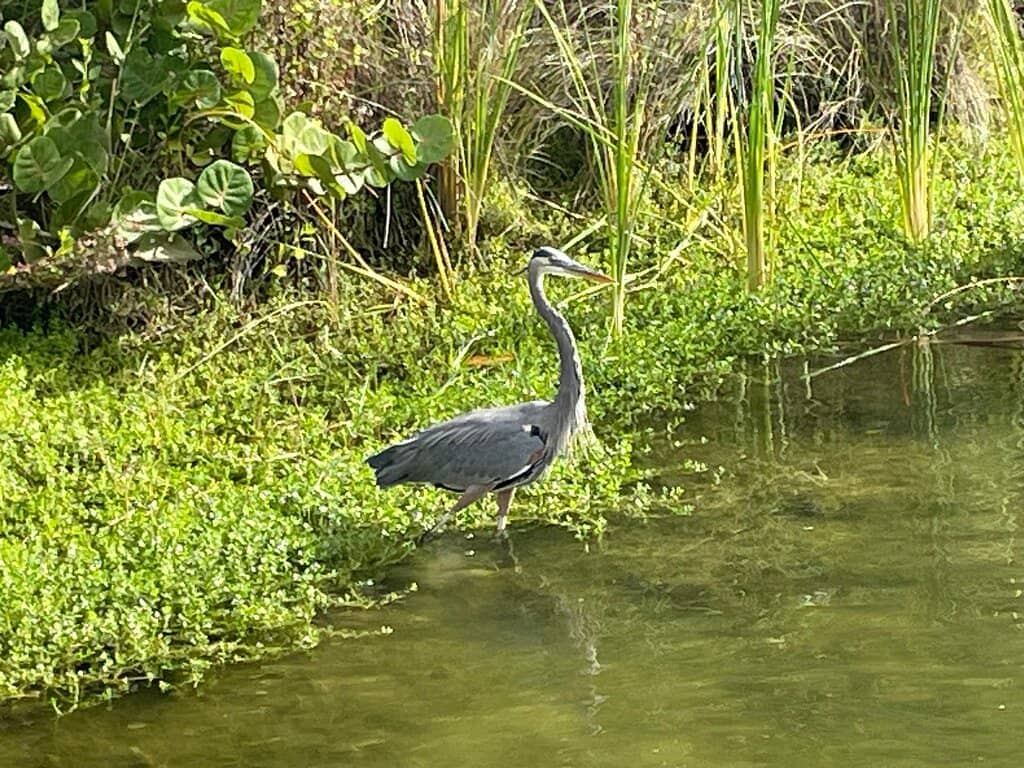 Meandering Hammock Trails
