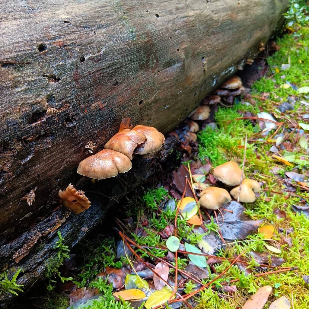 Proximity to the Sea