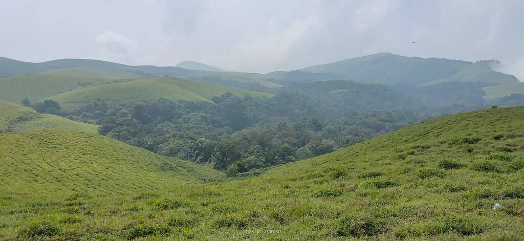 Dense Forest Trails